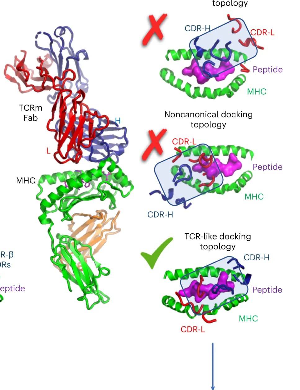 Open access visualization of Protein Structure, Illustration, Crystal Structures, TCRm Antibodies, Peptide-MHC