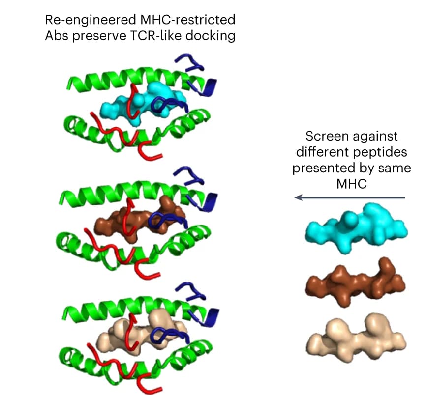 Open access visualization of Protein Structure, Chemical Structure, TCRm Library, Peptide Antigens, MHC