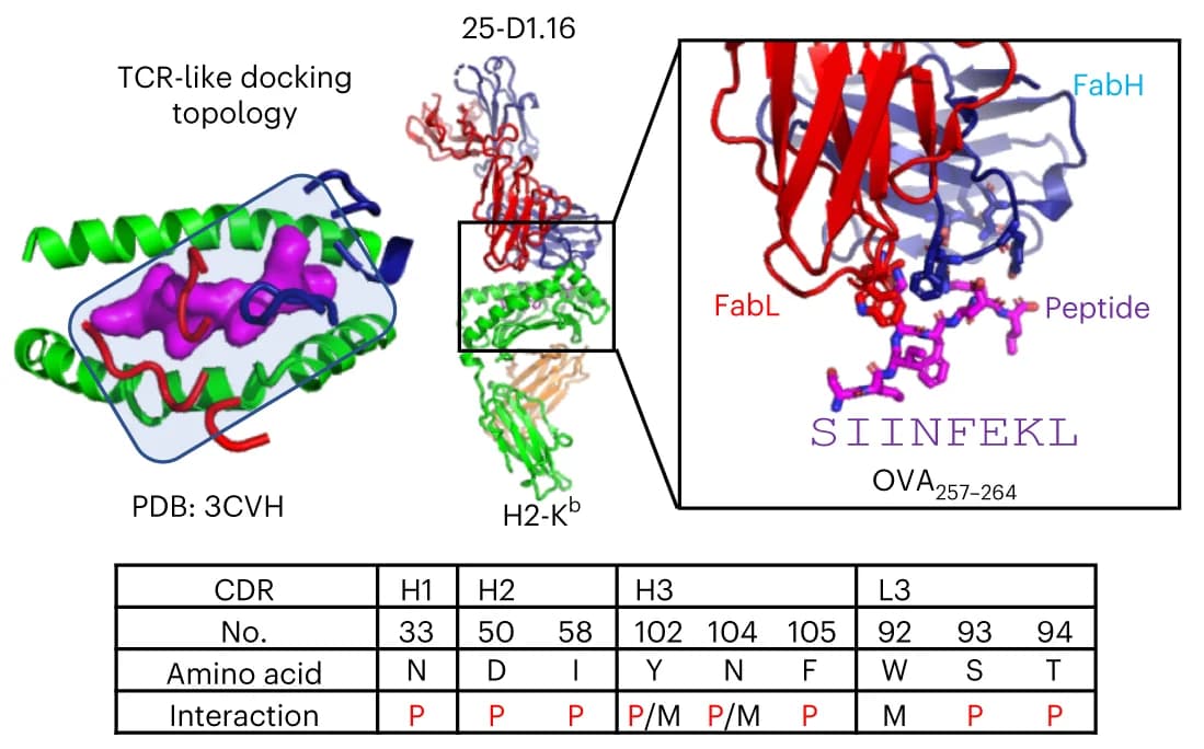 Open access visualization of Protein Structure, Table Image, TCRm Ab, OVA/H2-K b complex, TCR-like docking topology