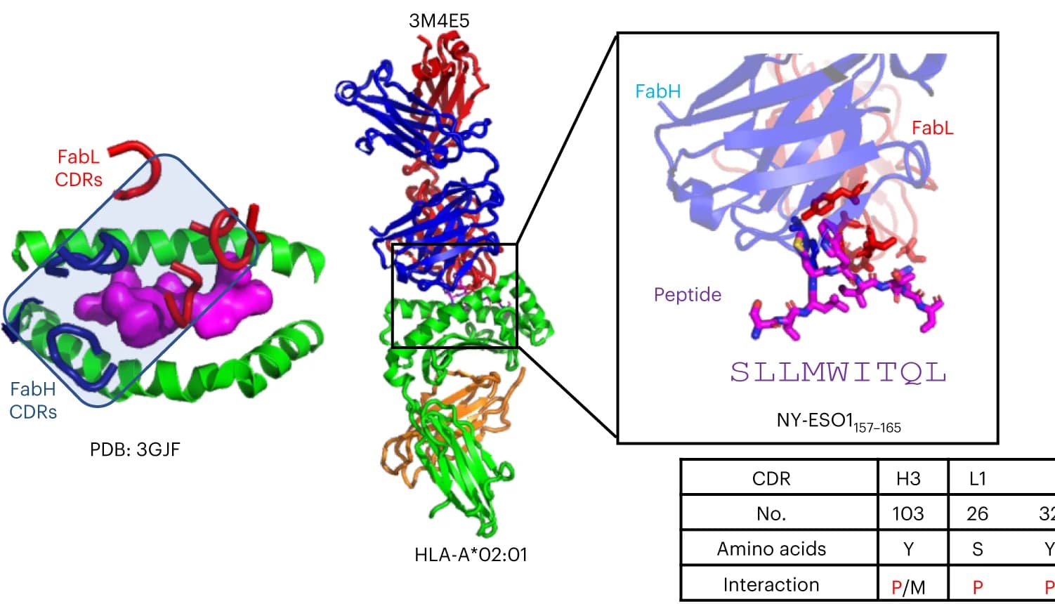 Open access visualization of Protein Structure, Table Image, TCRm Antibody, NY-ESO1/HLA-A*02:01 Complex, TCR-like Binding