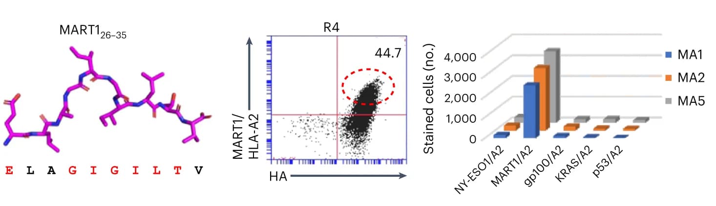 Open access visualization of Bar Plot, Scatter Plot, 3D Plot, MART1 Peptide, HLA-A*02:01