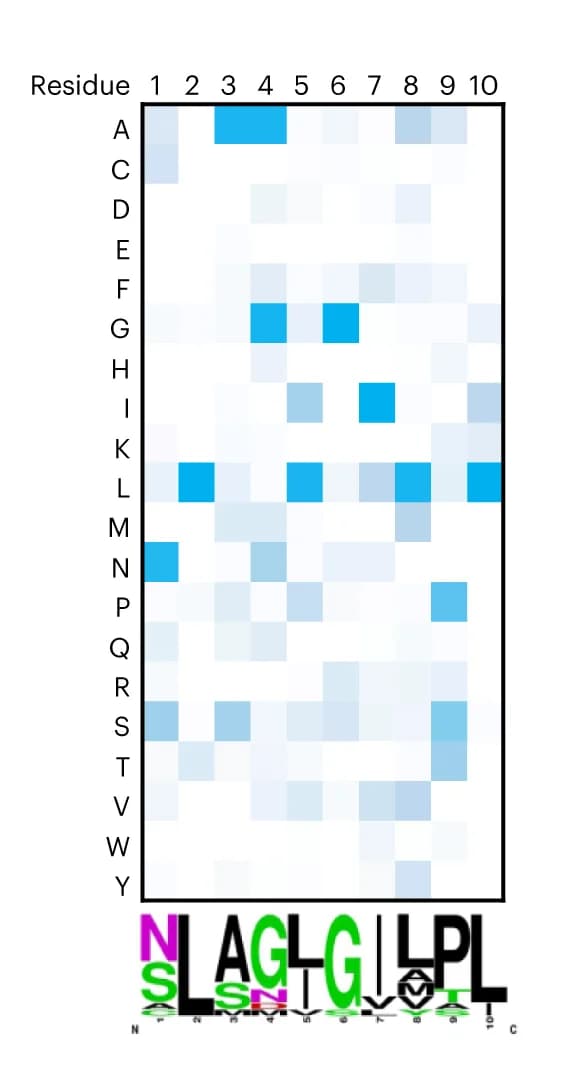 Open access visualization of Heatmap, Amino Acid Enrichment, Peptide Sequences, WebLogo, Selection Round