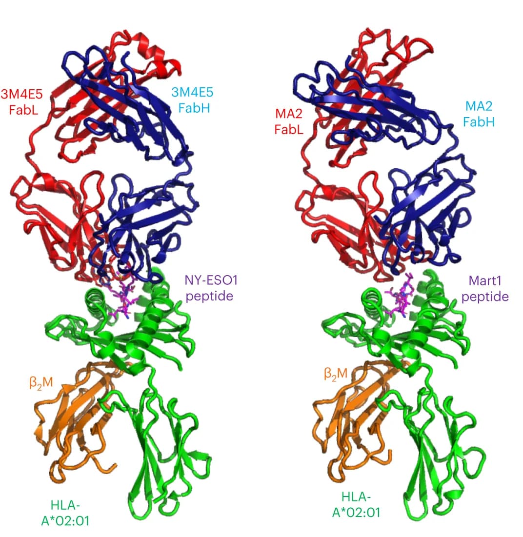 Open access visualization of Protein Structure, Structural View, Complexes, Fab light chain, Fab heavy chain
