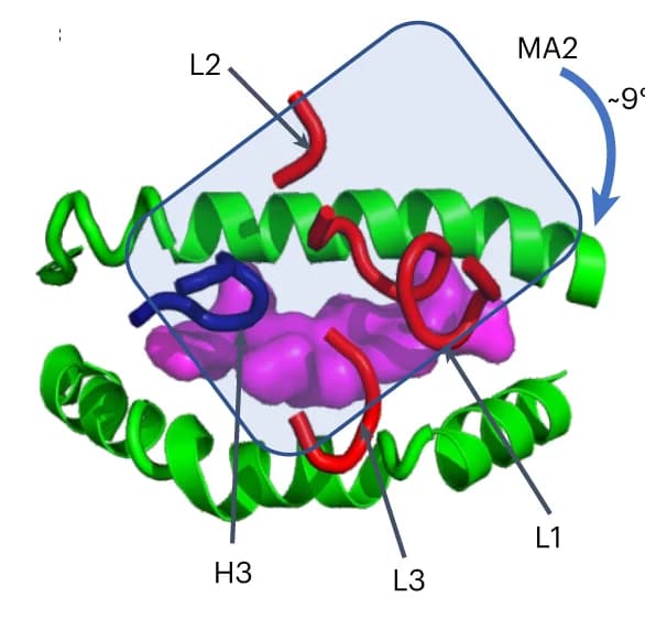 Open access visualization of Protein Structure, Docking Footprint, TCRm MA2 CDR loops, MART1, HLA-A*02:01