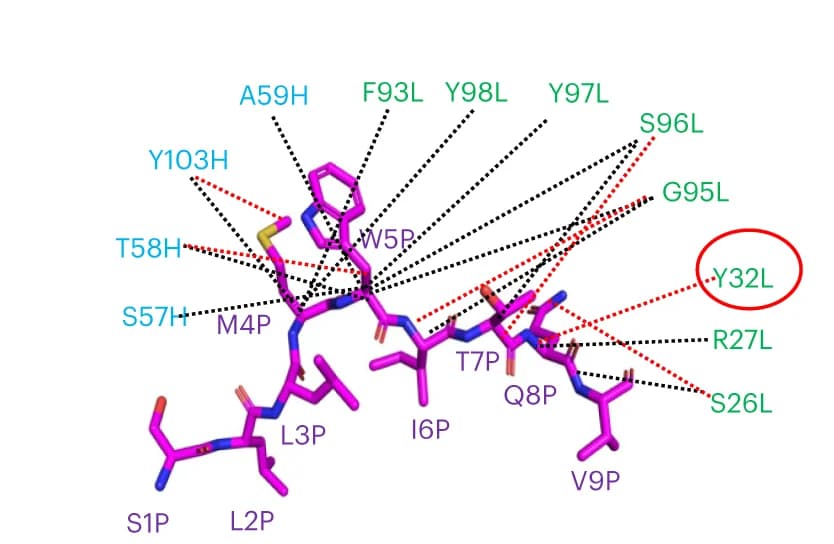 Open access visualization of Protein Structure, Chemical Structure, Structural Basis, NY-ESO1 Peptide, Residues
