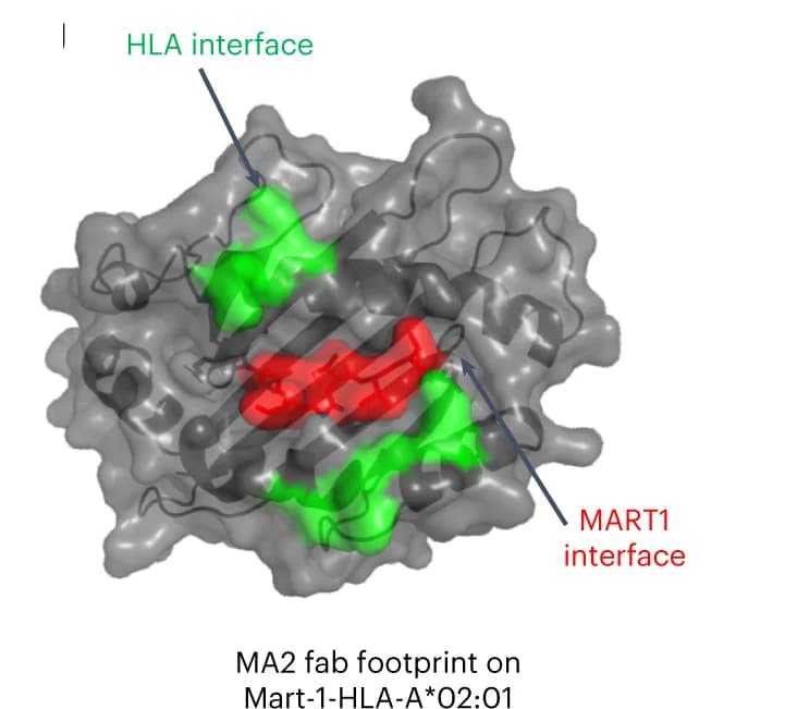 Open access visualization of Protein Structure, Buried Surface, MART1, HLA-A*02:01, MA2 Binding
