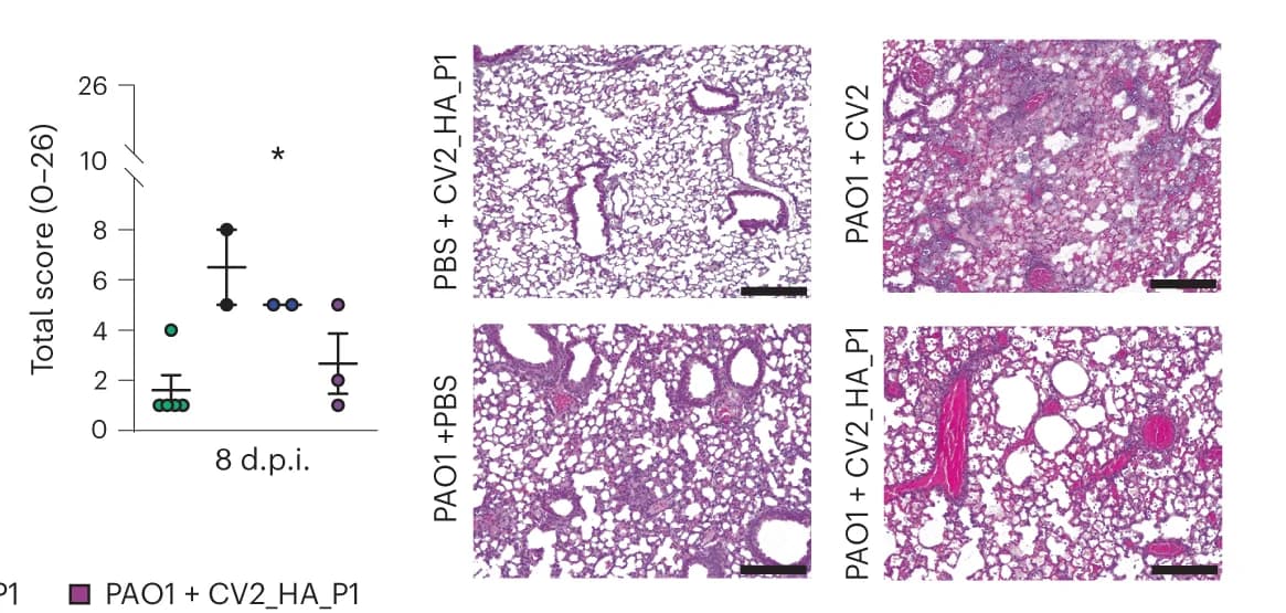 Open access visualization of Scatter Plot, Error Bars, Microscopy, Photo, Lung lesions