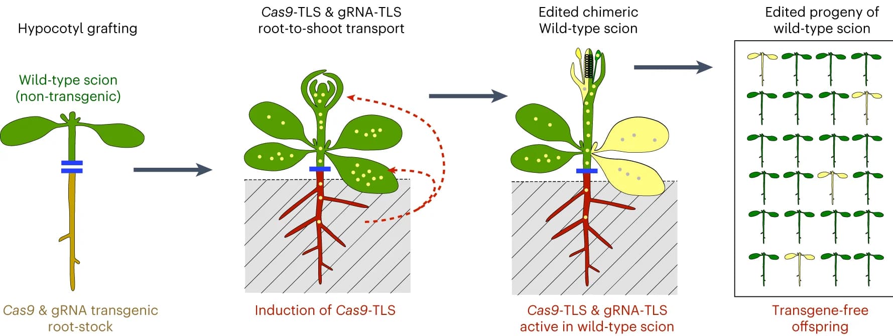 Open access visualization of Workflow, Illustration, CRISPR-Cas9, Gene editing, Grafting