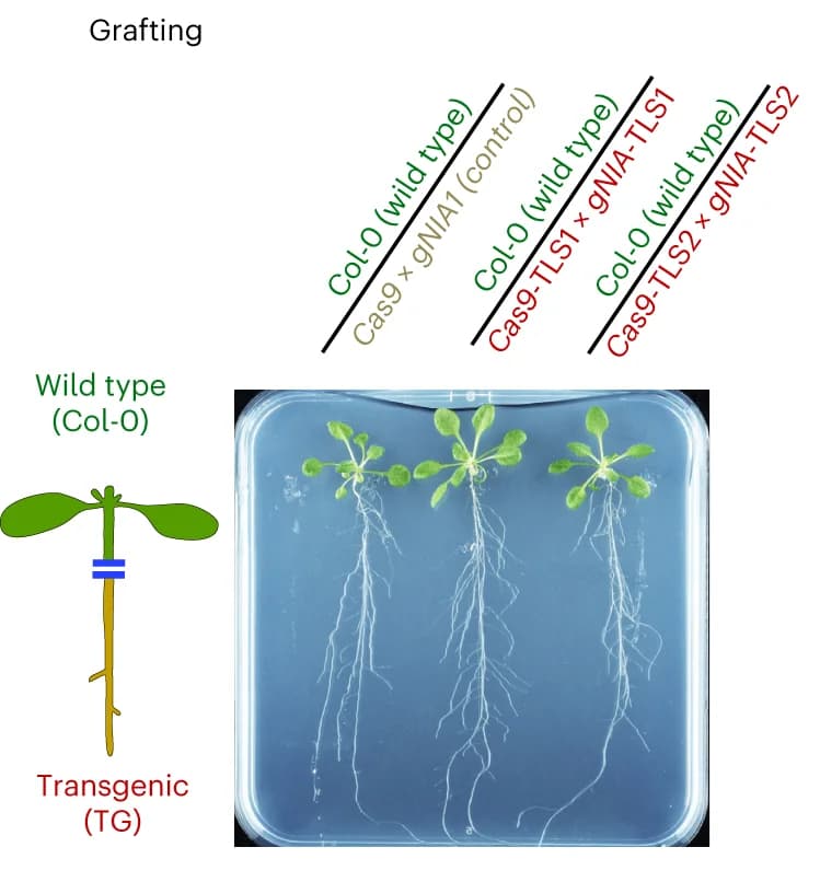 Open access visualization of Photo, Illustration, Shoot, Root, Grafting