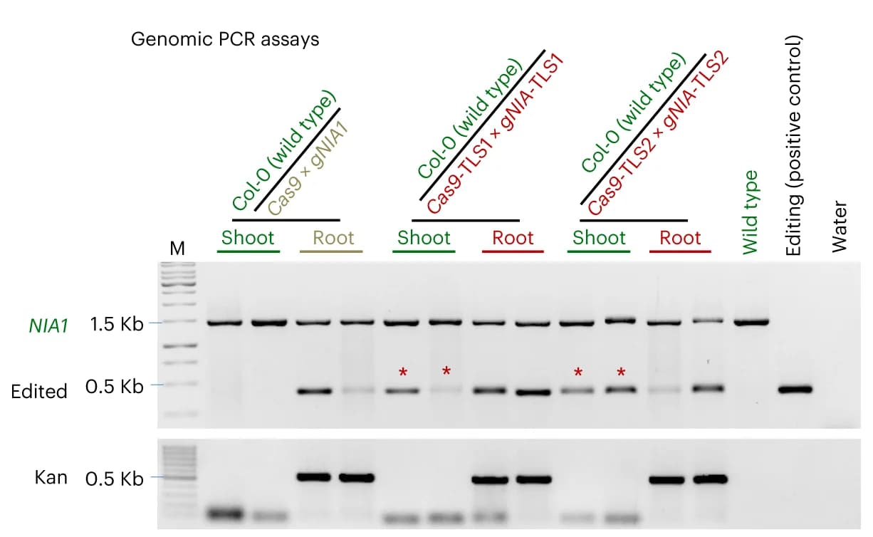 Open access visualization of Gel, Genomic PCR, NIA1, Deletion, CRISPR Cas9
