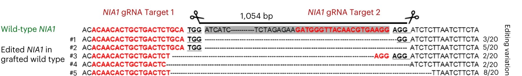 Open access visualization of Illustration, CRISPR Cas9, Sanger sequencing, gNIA1, Protospacer adjacent motif
