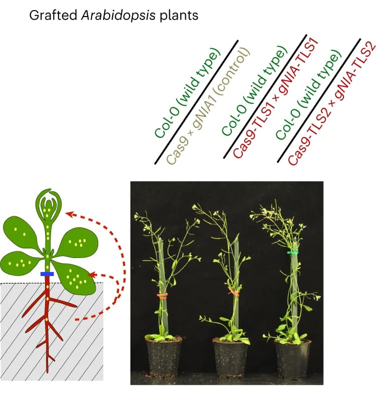 Open access visualization of Illustration, Photo, Grafted Plants, Estradiol Treatment, Soil