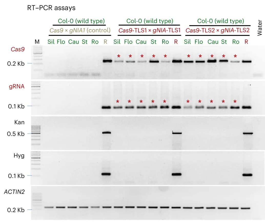 Open access visualization of Gel, RT-PCR, Cas9, gNIA1 Transcripts, Rootstock