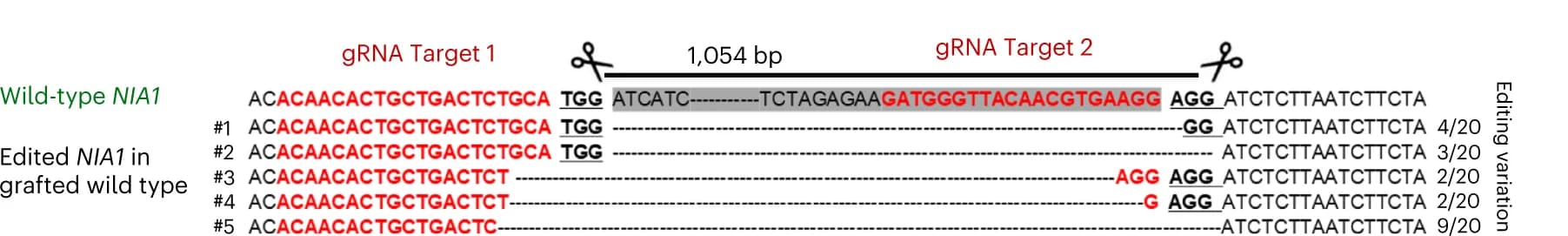 Open access visualization of Illustration, CRISPR-Cas9, Genome Edits, Sanger Sequencing