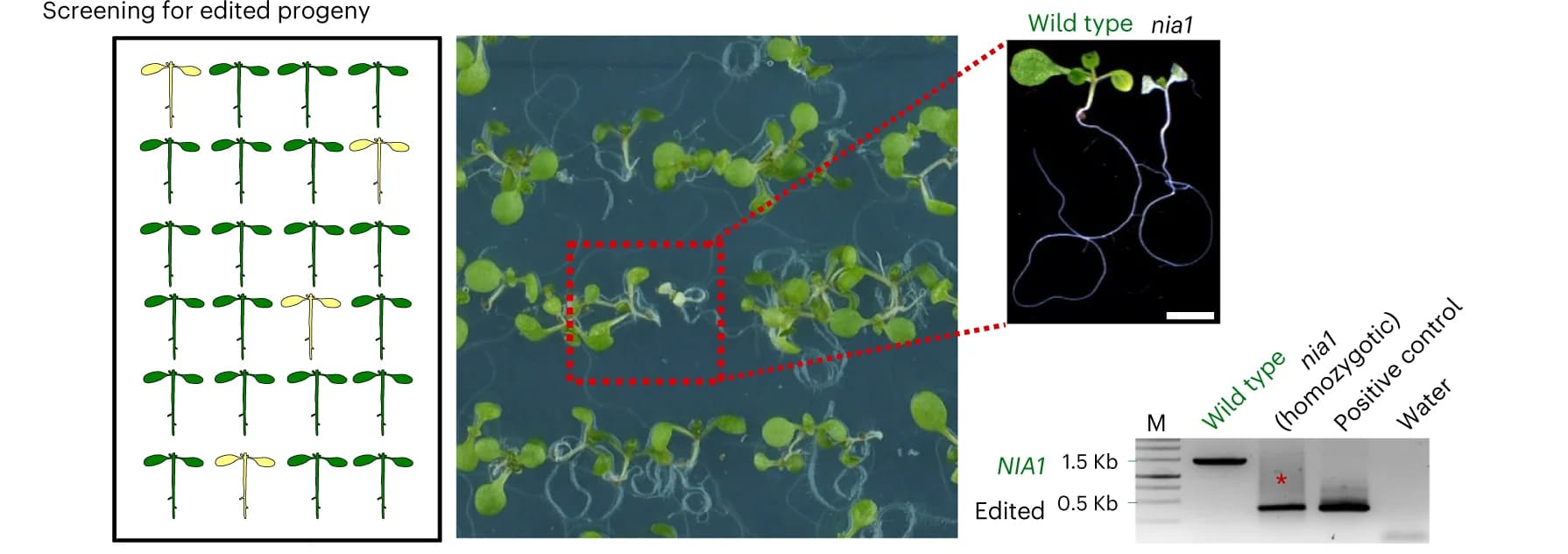Open access visualization of Photo, Gel, Illustration, NIA1 Gene, Grafted Plants