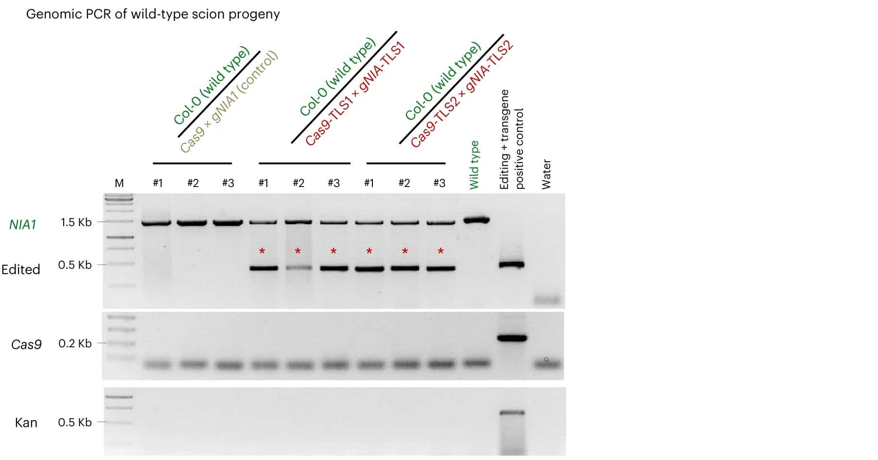 Open access visualization of Gel, Genomic PCR, NIA1 Edits, Wild-type Scion Progeny, PCR Amplicons