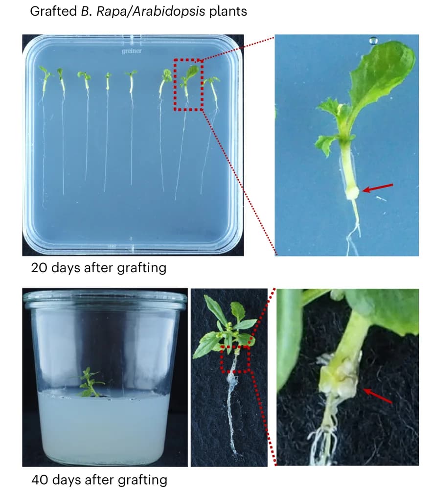 Open access visualization of Photo, Grafted Plants, MS Medium, Estradiol, Graft Junction
