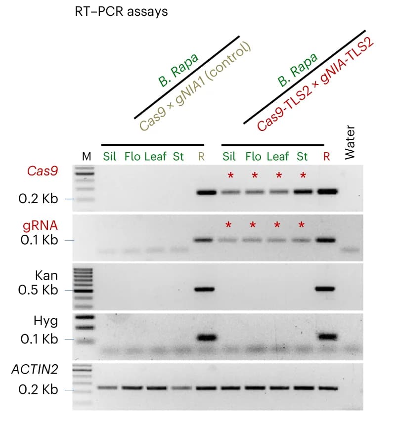 Open access visualization of Gel, RT-PCR, Cas9, gNIA1, Rootstock