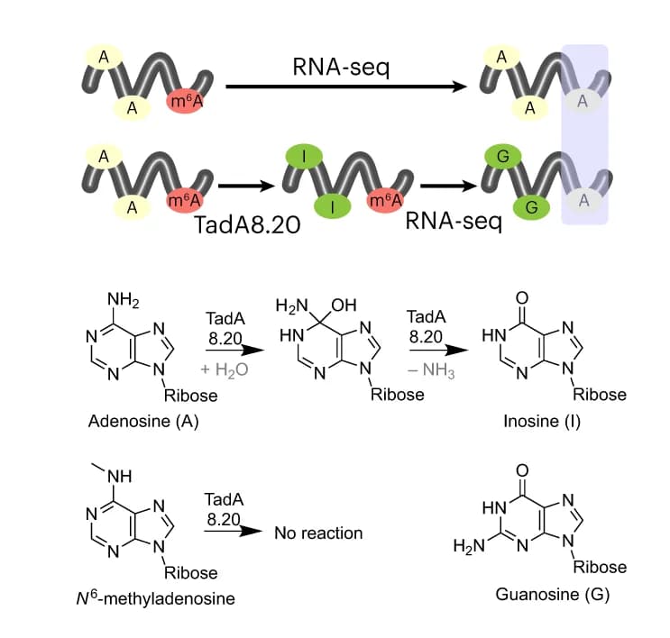 Open access visualization of Workflow, Chemical Structure, m6A detection, TadA8.20, RNA modification
