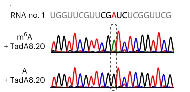 Open access visualization of Line Plot, In vitro deamination, RNA probes, m6A, TadA8.20