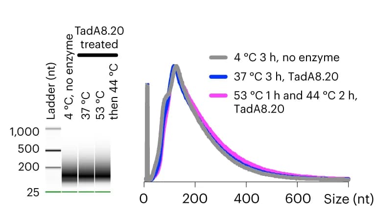 Open access visualization of Line Plot, Gel, Capillary gel electrophoresis, HeLa mRNA, TadA8.20