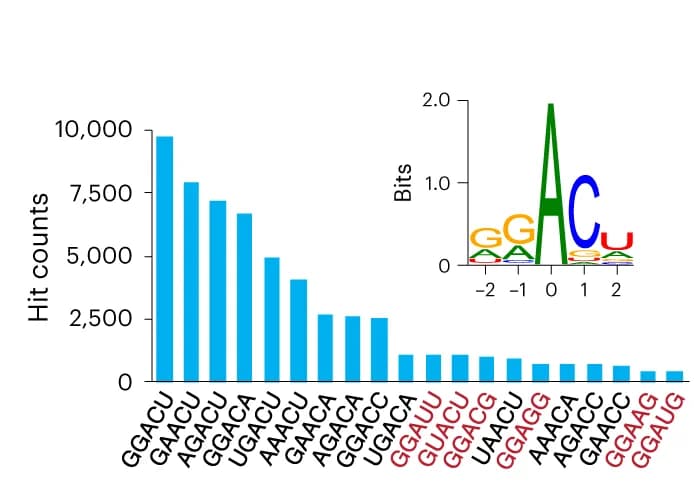 Open access visualization of Bar Plot, m6A Sites, eTAM-seq, MeRIP-seq, Peak Clusters