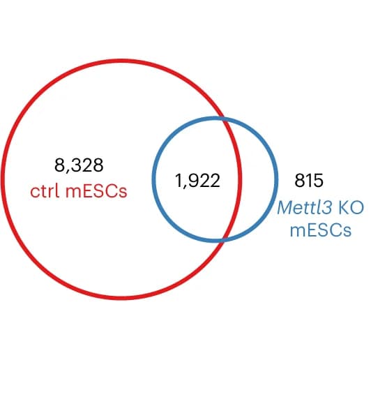 Open access visualization of Venn Diagram, m6A Sites, ctrl, Mettl3 KO mESCs, eTAM-seq