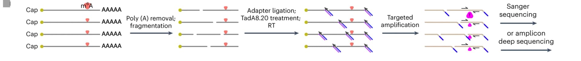 Open access visualization of Workflow, Flowchart, Illustration, m6A, mRNA