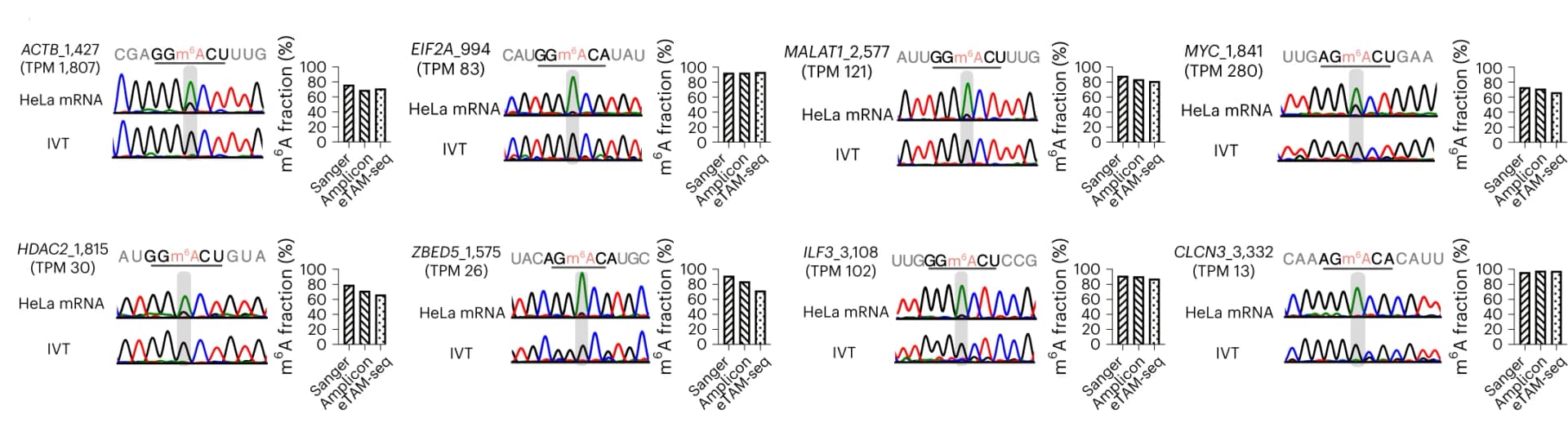 Open access visualization of Bar Plot, Methylation Levels, m6A Sites, HeLa mRNA, Sanger Sequencing