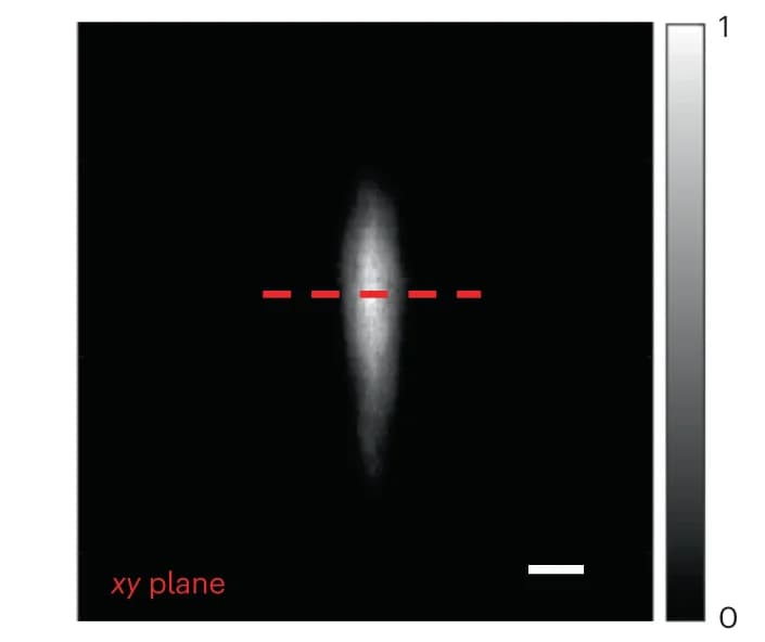 Open access visualization of Microscopy, iRAI imaging, Radiation beam field