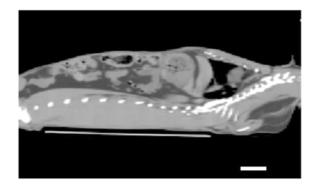 Open access visualization of Photo, CT Image, Rabbit, Treatment Dose Delivery, Rear Edge