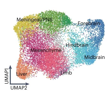 Open access visualization of UMAP, Spots, Mouse Embryo, Clustering