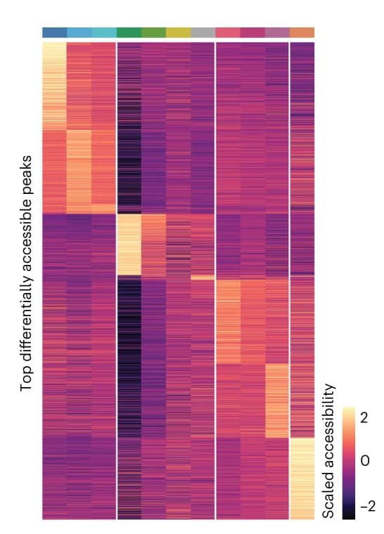Open access visualization of Heatmap, Scaled Accessibility, Differentially Accessible Peaks, Cluster