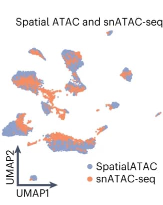 Open access visualization of UMAP, Scatter Plot, Spatial ATAC, snATAC-seq, Integration