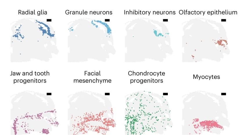 Open access visualization of Scatter Plot, Clusters, Spatial Location, Spatial ATAC, Section