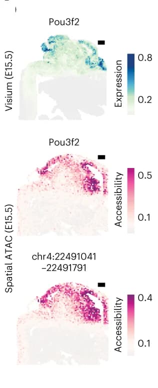 Open access visualization of Heatmap, Pou3f2, Gene activity, Accessibility, Distal regulatory element