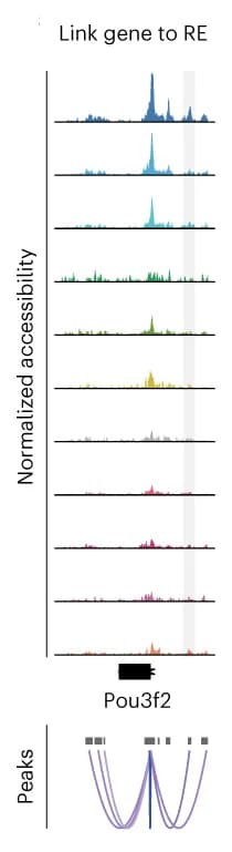 Open access visualization of Line Plot, Ridge Plot, Genomic track, Co-accessibility scores, Pou3f2 locus
