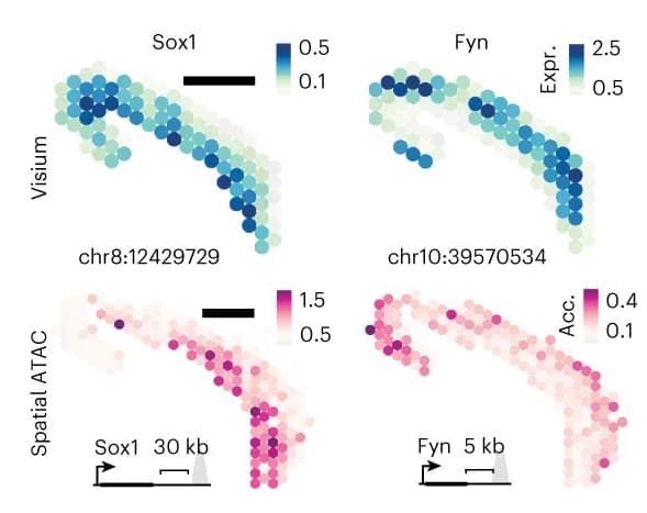 Open access visualization of Scatter Plot, Accessibility, Spatial ATAC, Gene expression, Visium