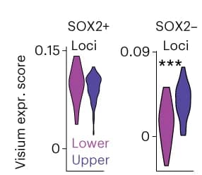 Open access visualization of Violin Plot, Gene signature score, Cortical regions, Differentially accessible genes, SOX2