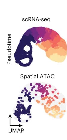 Open access visualization of Scatter Plot, UMAP, Single-cell RNA-seq, Spatial ATAC, E15.5