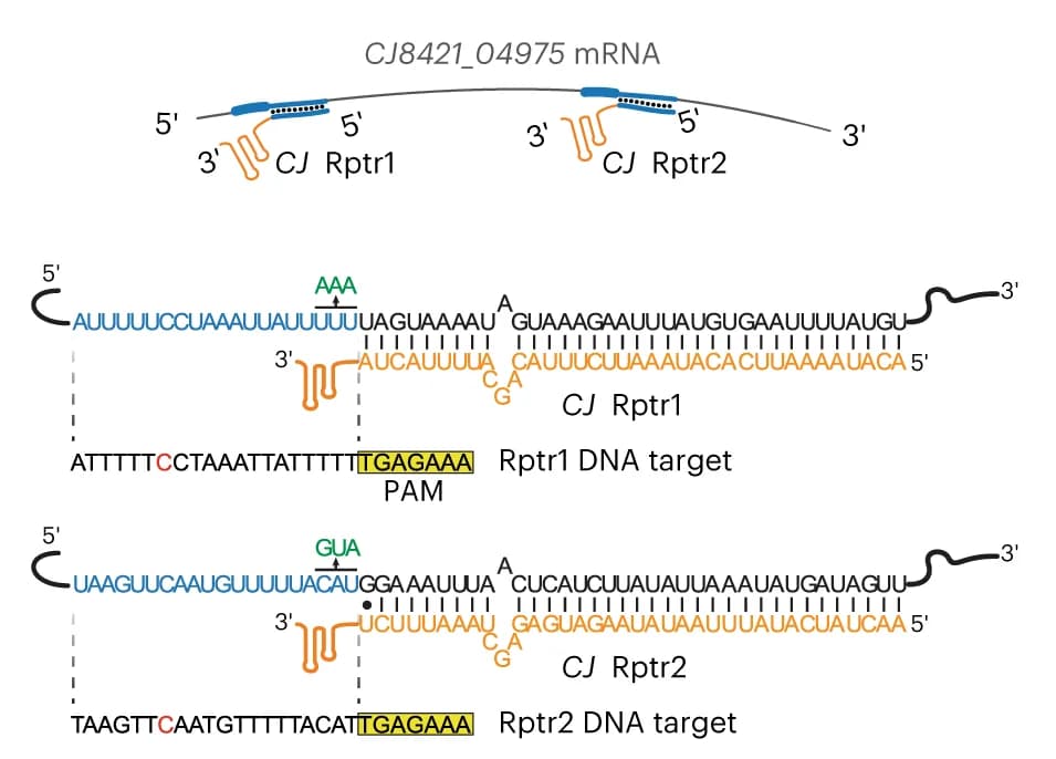 Open access visualization of Illustration, Workflow, Rptr DNA Target Pairs, mRNA, Nucleotides