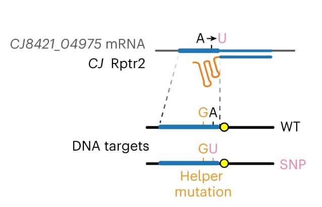 Open access visualization of Illustration, Workflow, SNP Detection, Helper Mutations, Guide RNA