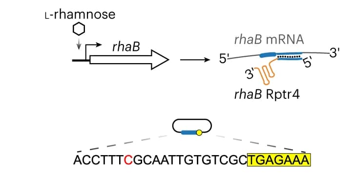 Open access visualization of Workflow, Illustration, rhaB expression, l-rhamnose, E. coli