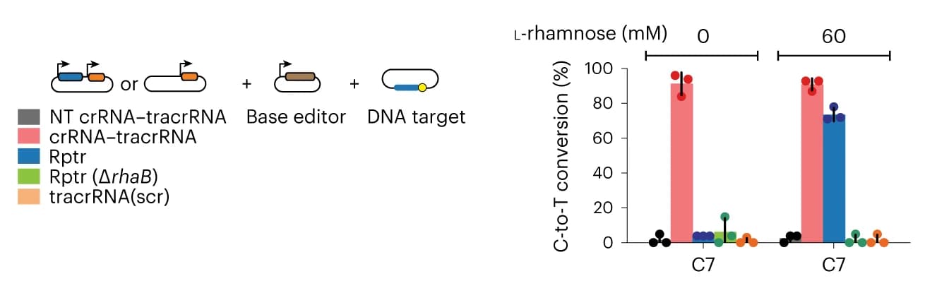 Open access visualization of Bar Plot, Error Bars, Bulk sequencing, rhaB transcript, l-rhamnose