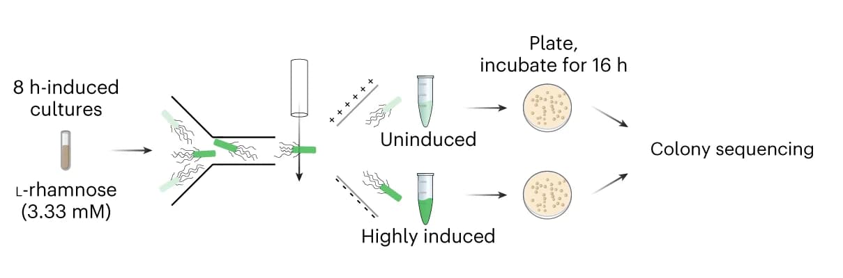 Open access visualization of Workflow, Flowchart, Illustration, Transcriptional reporter, FACS