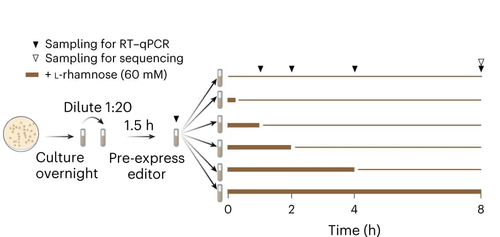 Open access visualization of Workflow, Illustration, rhaB mRNA, l-rhamnose