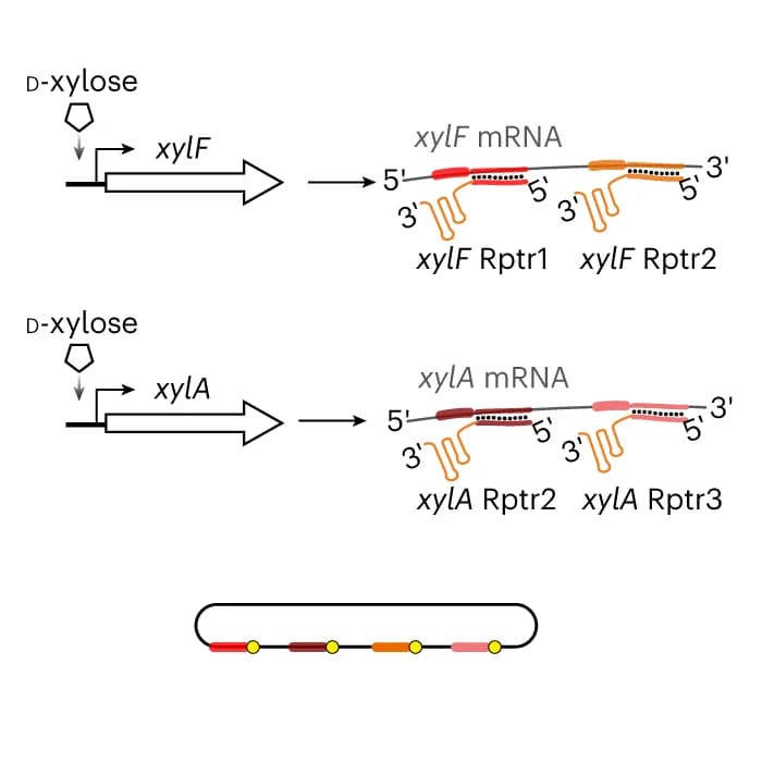 Open access visualization of Workflow, Flowchart, Illustration, xylF, xylA