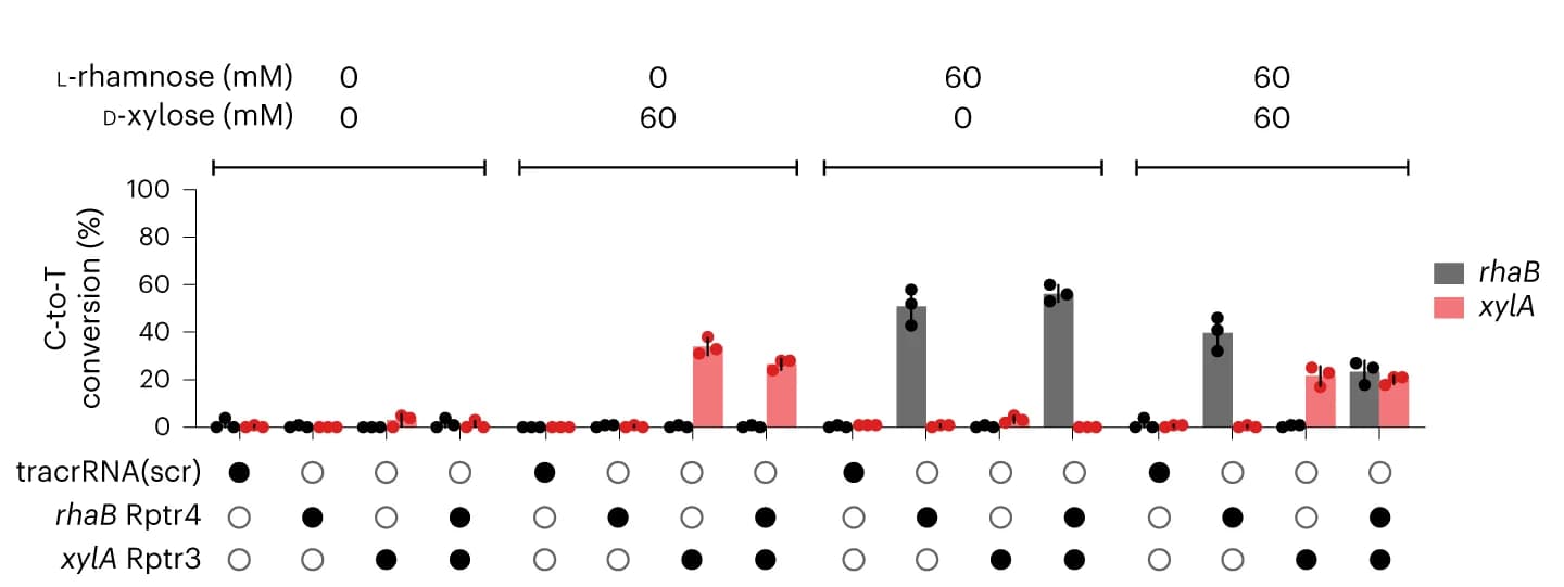 Open access visualization of Bar Plot, Error Bars, rhaB, xylA, mRNA