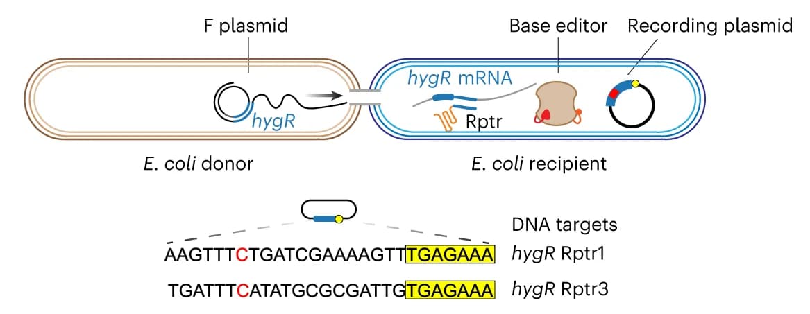 Open access visualization of Workflow, Illustration, hygR expression, Conjugative plasmid, E. coli strains