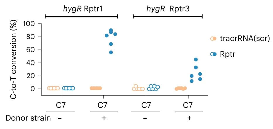 Open access visualization of Scatter Plot, Colony sequencing, hygR mRNA, Tranconjugation
